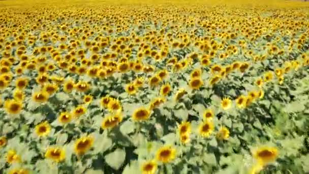 Vidéo de drone de champ de tournesol. Belle vue aérienne au-dessus du champ de tournesols. Champ d'agriculture vue de dessus avec tournesols en fleurs. Paysage estival avec tournesols. EXPOSITION CINÉMATIQUE. — Video