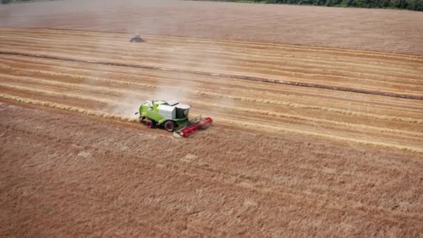 Vista aerea una macchina mietitrice per raccogliere grano campo di lavoro. Combinare raccoglitore macchina agricola raccolta campo di grano maturo d'oro. Un campo dopo un raccolto. — Video Stock