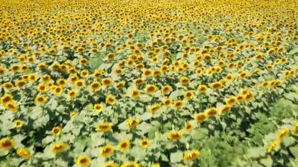 Drone video of sunflower field. Beautiful aerial view above to the sunflowers field. Top view agriculture field with blooming sunflowers. Summer landscape with sunflowers. CINEMATIC SHOOTING. — Stock Video