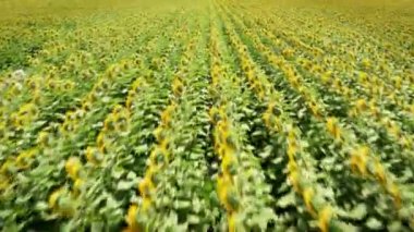 Ayçiçeği tarlasının drone videosu. Ayçiçeği tarlasının üzerindeki güzel hava manzarası. Çiçek açan tarımsal tarlalar. Ayçiçekli yaz manzarası. ŞİRKETİCİ Çekim.