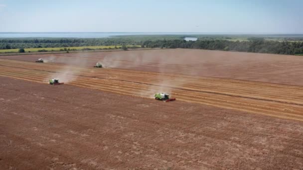 空中ビュー小麦フィールド作業を収穫するために収穫機。黄金の熟したコムギ畑を収穫する収穫機を組み合わせる。収穫後の畑. — ストック動画