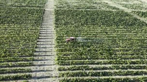 Vineyard Spruttraktor med insekticid - flygbilder. rader av vinrankor i en vingård. Tidig morgon. — Stockvideo