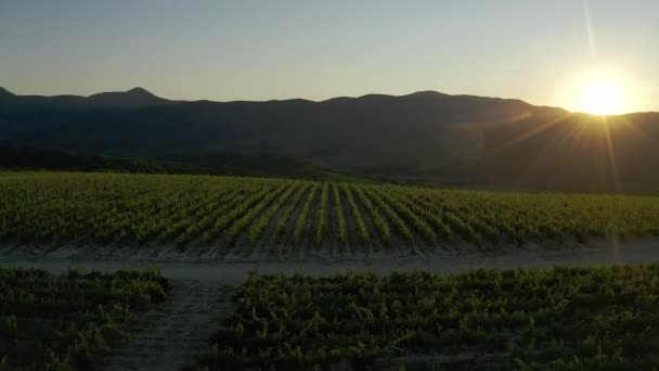 Widok lotu nad winnicą w słoneczny dzień. Piękny krajobraz krzewów winogron posadzonych w równych rzędach. Latanie nad ogromną winiarnią o zachodzie słońca — Wideo stockowe