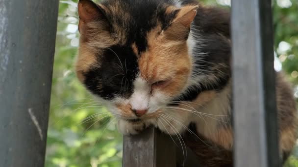 Eine schwarz-rot-weiße Katze sitzt auf dem Zaun. Ein Haustier. Ein streunendes Tier. — Stockvideo