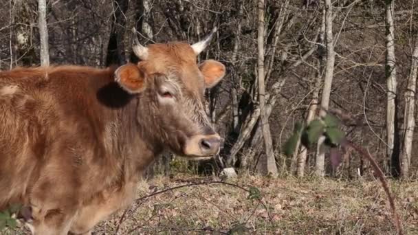 Корови, що ходять у полі — стокове відео