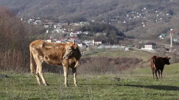 Koeien lopen op het gebied — Stockvideo