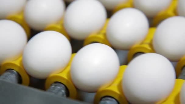 Clasificación de huevos en la fábrica — Vídeo de stock