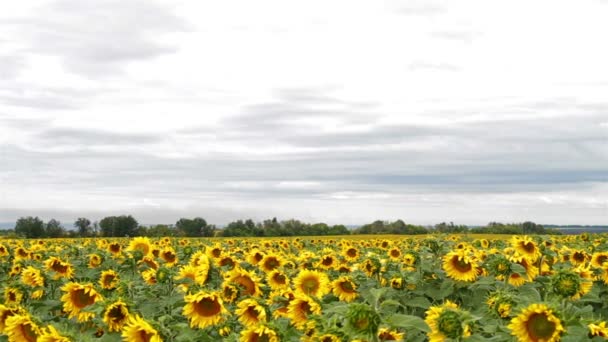 Girasoles cámara panorámica — Vídeos de Stock