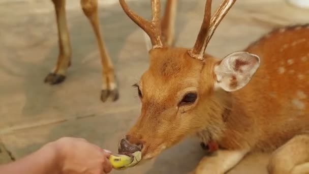 Girl feeding the deers banana from hand — Stock Video