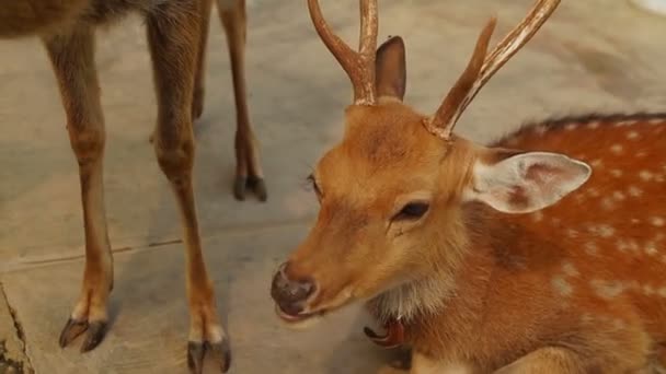 Girl feeding the deers banana from hand in Zoo — Stock Video