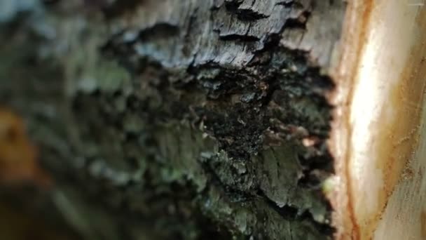 넘어가는 나무 줄기 숲 돌리 샷 — 비디오