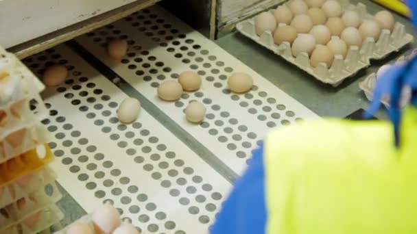 Sortering process ägg i en hönsfarm — Stockvideo