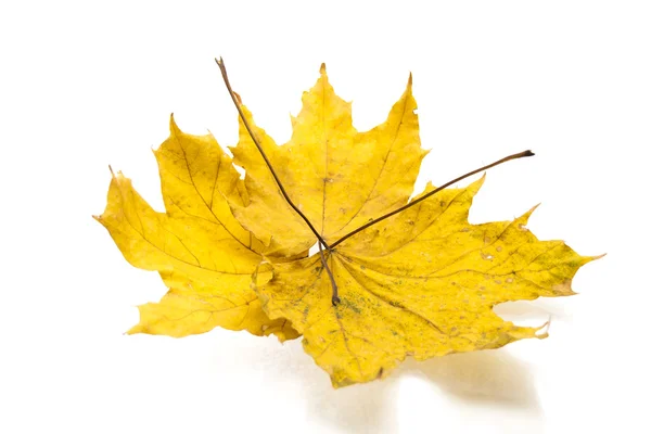Sarı akçaağaç yaprakları üzerinde beyaz izole