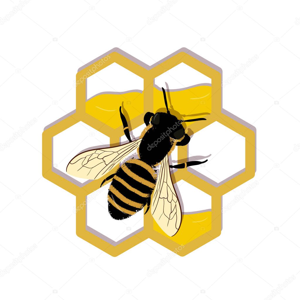 Bee work on honeycombs. Vector illustration. Icon, isolated on the white background, logo. EPS 10