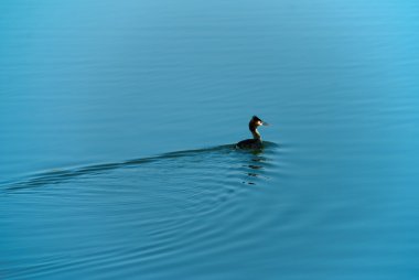 Tek ördek gölde yüzen
