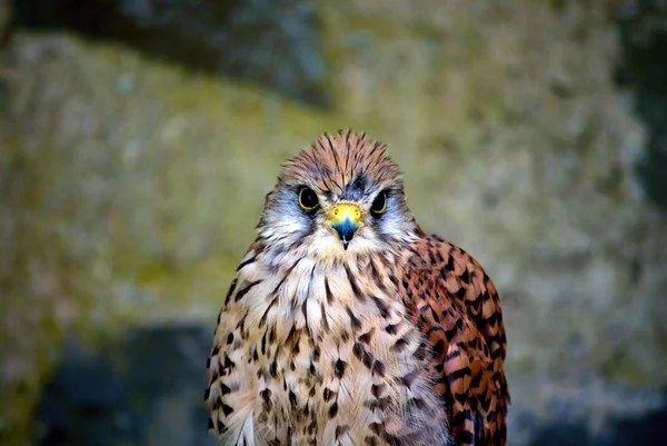 Bir yırtıcı kuş, Başkanı kerkenez