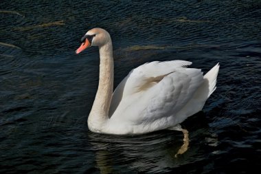 Beyaz Kuğu dalgalar ile bir göl üzerinde yüzen