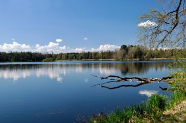 Orman yansıtma ile mavi gökyüzünün altında bir su birikintisi