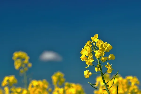 Estupro Amarelo Sob Céu Azul Imagens De Bancos De Imagens