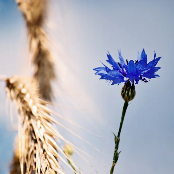 bir alandaki Peygamber Çiçeği