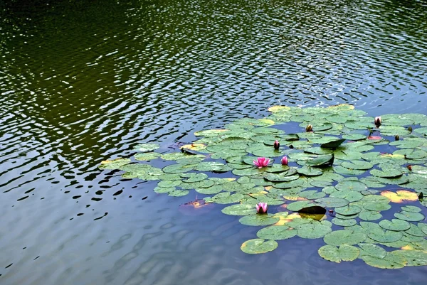 Kırmızı nilüferler