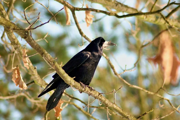 Cuervo en una rama —  Fotos de Stock