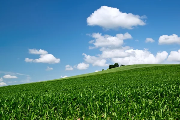 Cornfield Royalty Free Stock Images