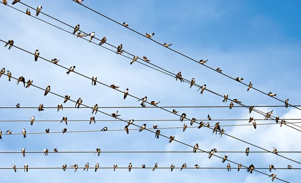 Group of swallows — Stock Photo, Image