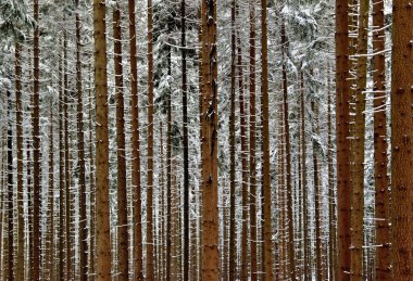 renkli sonbahar park