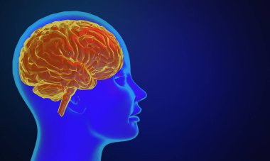 İnsan beyninin 3 boyutlu çizimi, nöron hücresinin sağlık hizmetleri, bilim ve araştırma