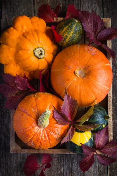 Pumpkins and autumn colored leaves on wooden tray — Stock Photo, Image