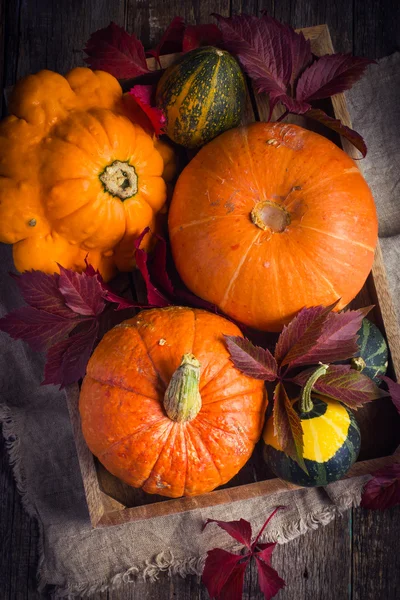 Pumpkins and autumn colored leaves on wooden tray — Stock Photo, Image