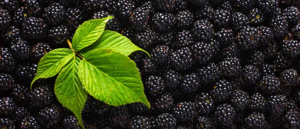 Fondo de la comida blackberry. Bayas frescas y hoja verde . — Foto de Stock
