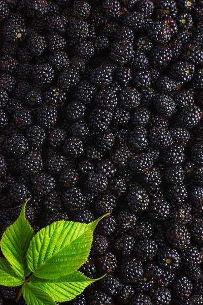 Blackberry food background. Свежие ягоды и зеленый лист . — стоковое фото