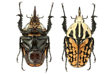 Böceği beyaz arka plan