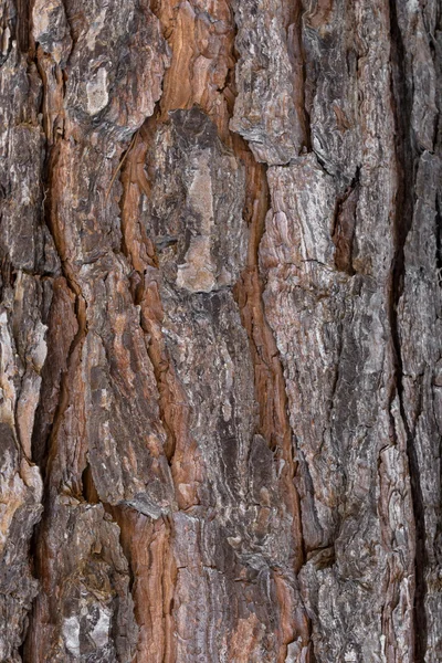 Ağaç kabuğu bir odak ile Önden Görünümü Ayrıntıları.
