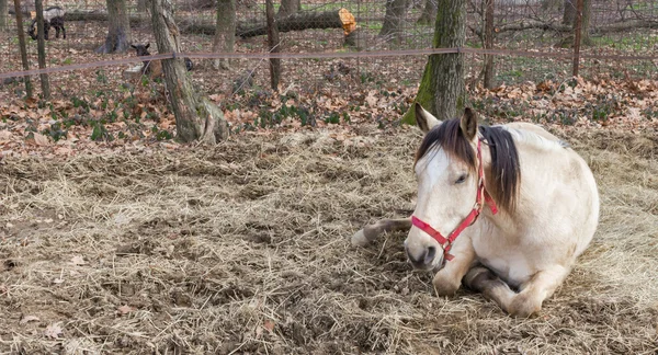 White horse kuru otların arasında dinlenme — Stok fotoğraf
