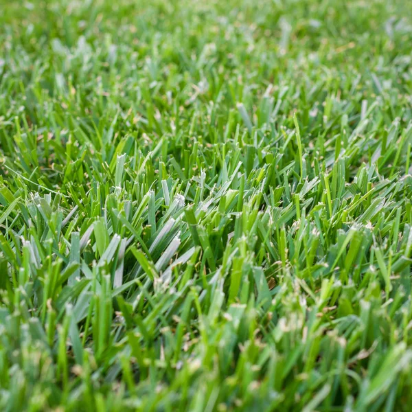 Green grass background — Stock Photo, Image