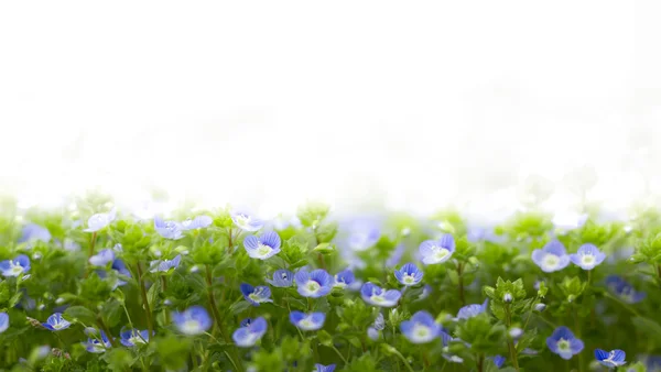 Niebieskie kwiaty Weroniki — Zdjęcie stockowe