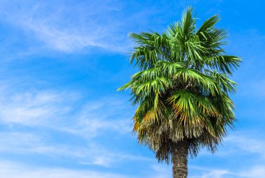 Mavi gökyüzünde palmiye ağacı