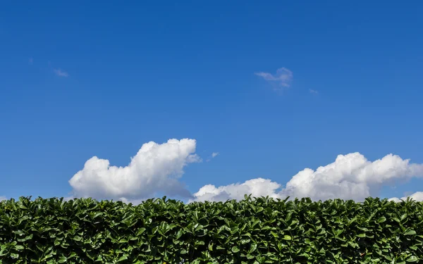 Hedge trimmed with blue sky and clouds
