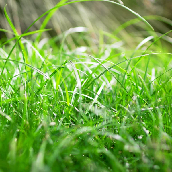 Pozadí zelené trávy s paprsky slunce — Stock fotografie