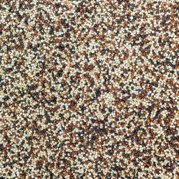 Főzetlen Quinoa Magja Vegyes Piros Fehér Fekete Quinoa Mint Egy — Stock Fotó