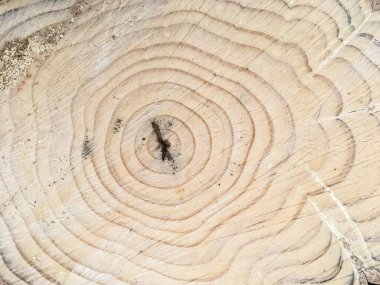 Kesik ağaç gövdesinin ahşap dokusu. Yakın plan. Kesik bir ağaç gövdesinin ya da kütüğünün açık tenli hali. Ağaç halkalarının pürüzsüz organik dokusu..
