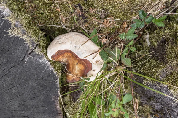 Mushroom Growing Trunk Dead Tree Top View — Stock Photo, Image