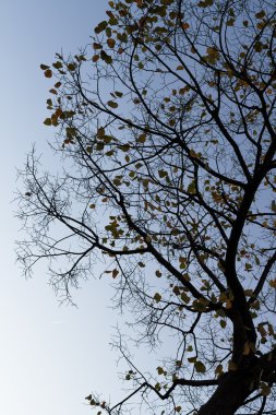 Yükselen güneş (act II)