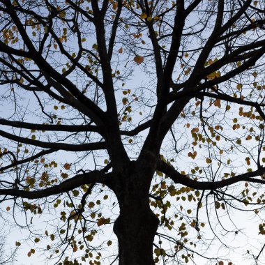 Yükselen güneş (kucaklama)