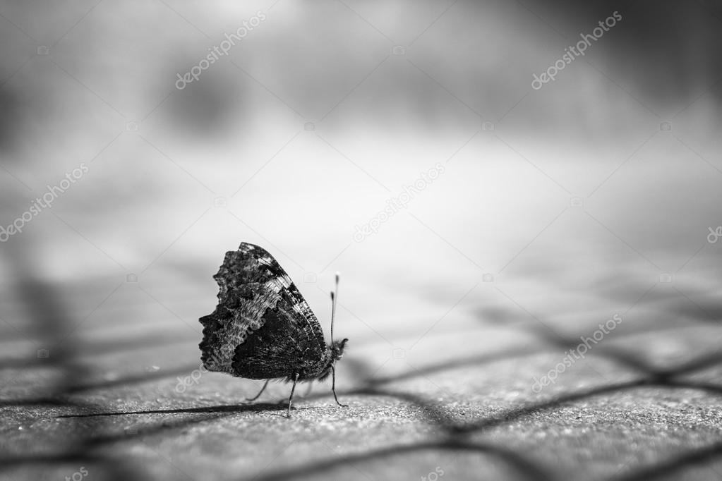 Close up of butterfly on blurry background