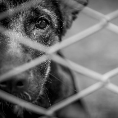 terk edilmiş bir köpek
