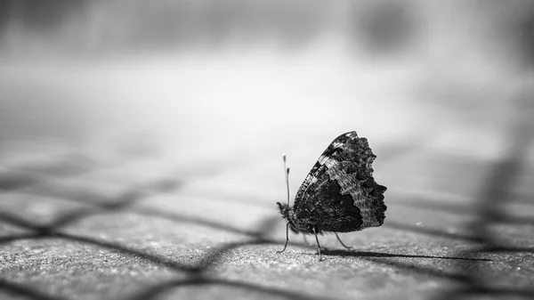 Butterfly — Stock Photo, Image